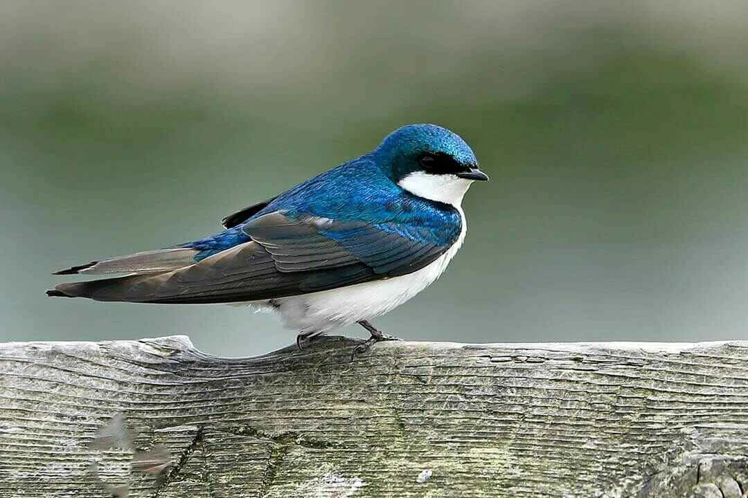 Blue Swallow